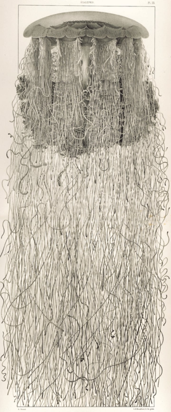 &Eta; &delta;ύ&nu;&alpha;&mu;&eta; &tau;&eta;&sigmaf; &pi;&alpha;&rho;&alpha;&tau;ή&rho;&eta;&sigma;&eta;&sigmaf;