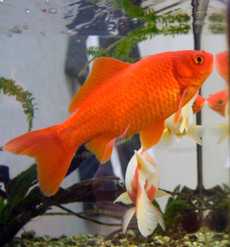 &Chi;&rho;&upsilon;&sigma;ό&psi;&alpha;&rho;&omicron; (Carassius auratus auratus). &Omicron; &kappa;&alpha;&theta;&rho;έ&phi;&tau;&eta;&sigmaf; &mu;&alpha;&sigmaf;;