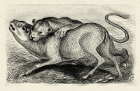 &Chi;&alpha;&rho;&alpha;&kappa;&tau;&iota;&kappa;ό &tau;&omicron;&upsilon; &Delta;&eta;&mu;ή&tau;&rho;&eta; &Gamma;&alpha;&lambda;ά&nu;&eta;.